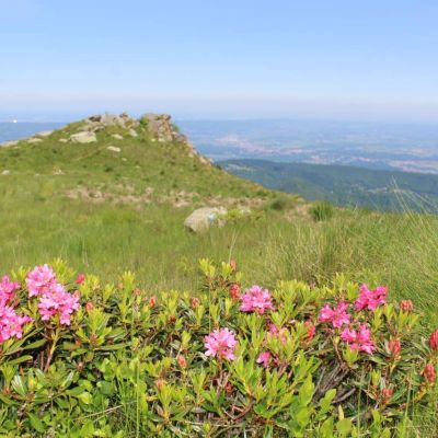 cima-bossola-panorama-rododendro-1280